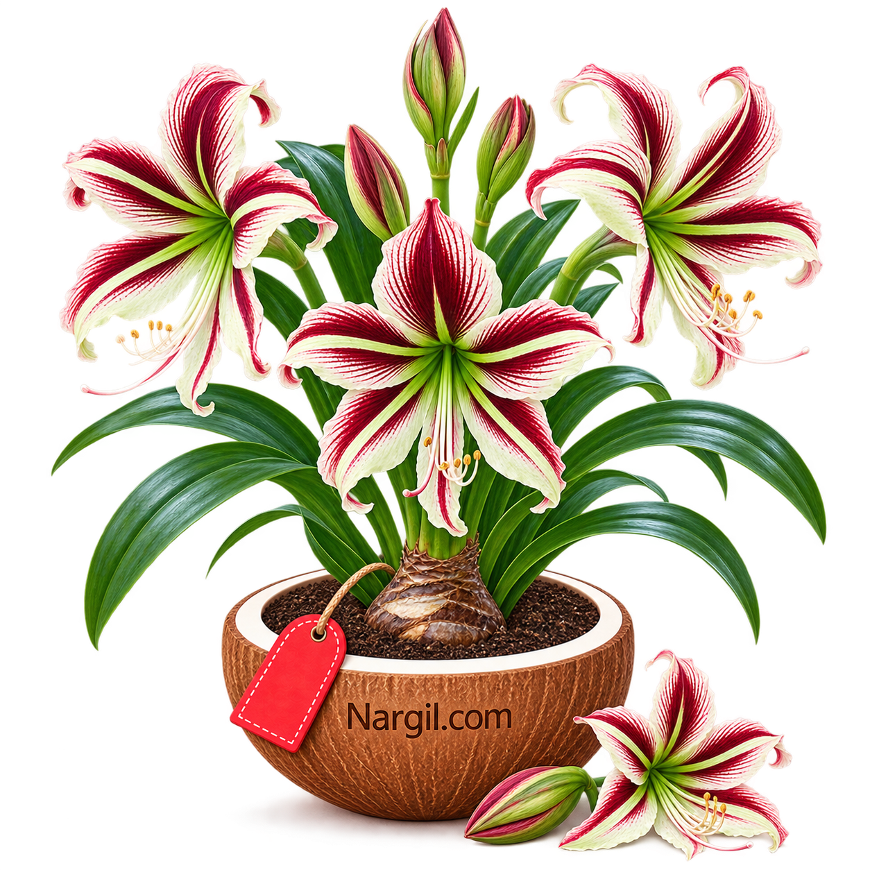 Nargil_Hippeastrum Papilio